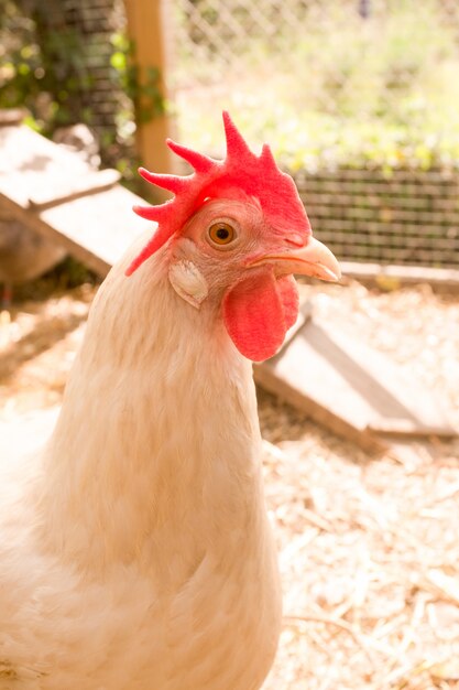 Nahaufnahmebild der Henne ein Leghorn