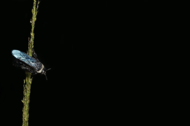 Nahaufnahmebild der schwarzen Biene auf Blume