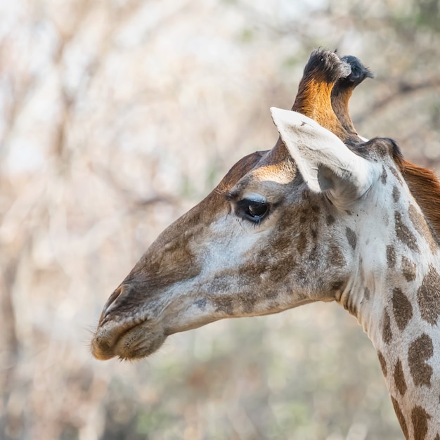 Nahaufnahmebild eines Giraffenkopfes