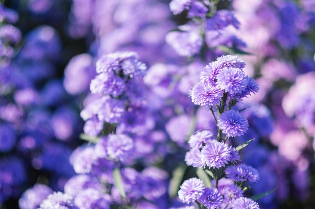 Nahaufnahmebild eines schönen lila Margaret-Blumenfeldes