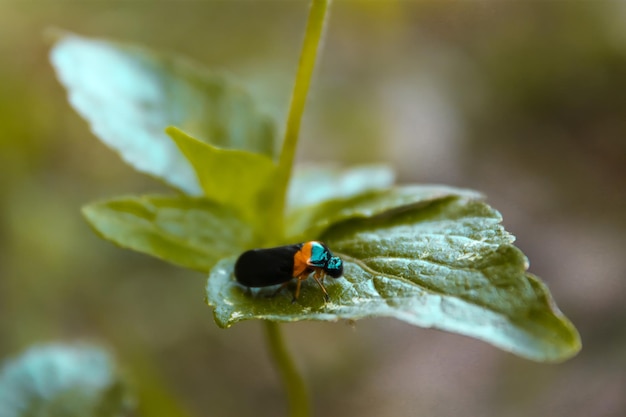 Nahaufnahmebild eines schwarzen und orangefarbenen Käfers, der auf einem grünen Blatt steht