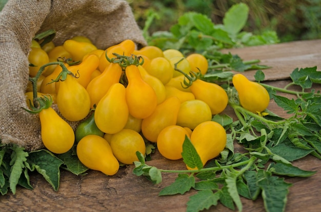 Nahaufnahmebild von frischen Tomaten der gelben Birne