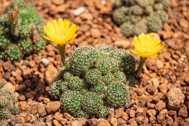 Nahaufnahmebild von Lobivia arachnacantha Cactus oder Echinopsis ancistrophora mit gelben Blüten im botanischen Garten