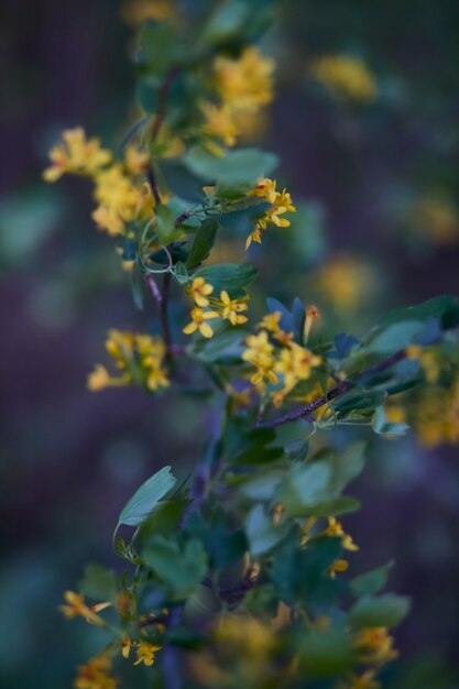 Nahaufnahmebild von schönen gelben Blumen im Garten, unscharfer Hintergrund. Vertikale Ansicht.