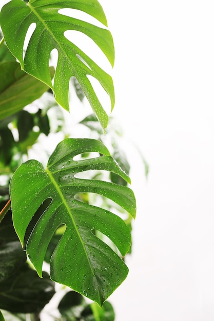 Nahaufnahmeblatt Monstera deliciosa oder Schweizer Käsepflanze auf weißem Hintergrund Stilvoll und minimalistisch