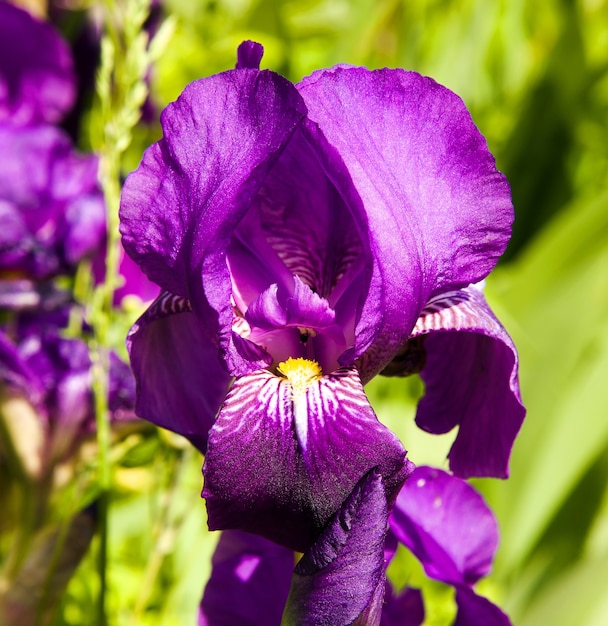 Nahaufnahmeblume der lila Iris