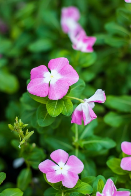 Nahaufnahmeblume im Garten