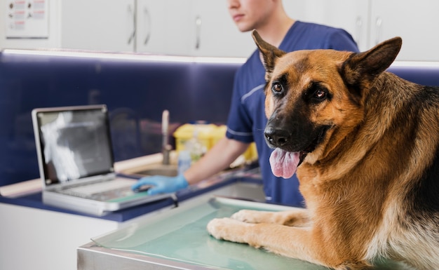 Nahaufnahmedoktor mit Maschine und nettem Hund