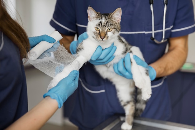 Foto nahaufnahmedoktoren, die nette katze verbinden