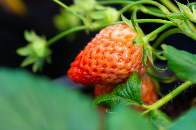 Nahaufnahmeerdbeere im Garten