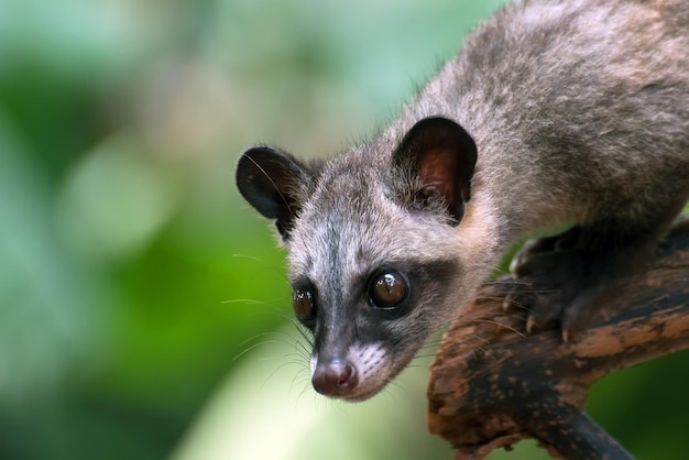 Nahaufnahmefoto der asiatischen Palmenzibetkatze