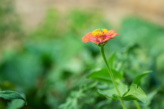 Nahaufnahmefoto der gewöhnlichen Zinnia-Blume