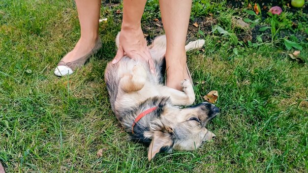 Nahaufnahmefoto der jungen Frau, die den süßen Hund streichelt, der auf dem Gras im Park liegt