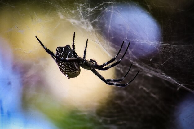 Foto nahaufnahmefoto der spinne im netz