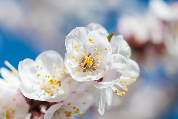 Nahaufnahmefoto der weißen Blumen