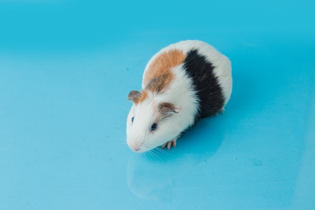 Nahaufnahmefoto des amerikanischen meerschweinchens auf blauem hintergrund Premium Photo