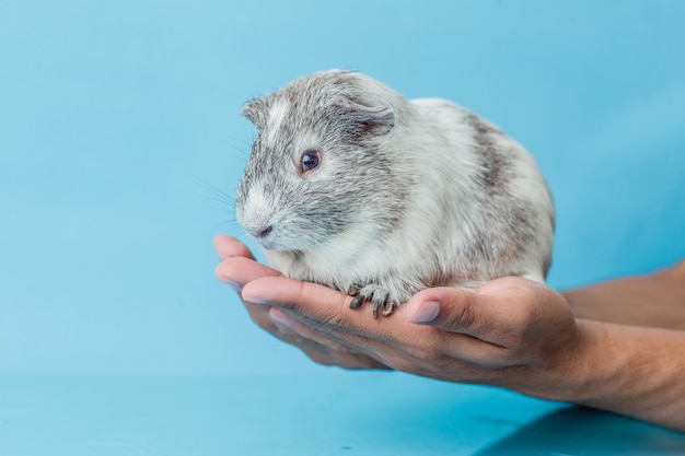 Nahaufnahmefoto des amerikanischen meerschweinchens auf blauem hintergrund Premium Photo