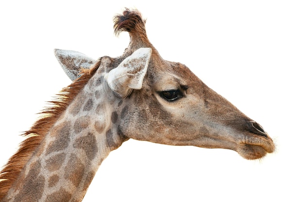 Nahaufnahmefoto des Giraffengesichtes lokalisiert auf weißem Hintergrund...