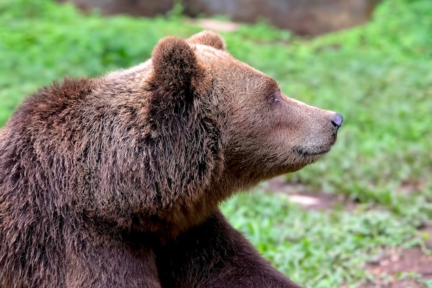 Nahaufnahmefoto des Grizzlybären