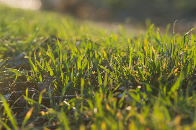 Nahaufnahmefoto des grünen Grases mit Bokeh