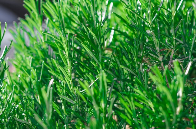 Foto nahaufnahmefoto des neuen rosmarinkrautgrüns lässt im garten draußen wachsen.