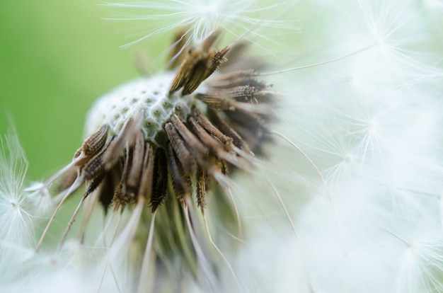 Nahaufnahmefoto des reifen Löwenzahns. Grüner undeutlicher Hintergrund.