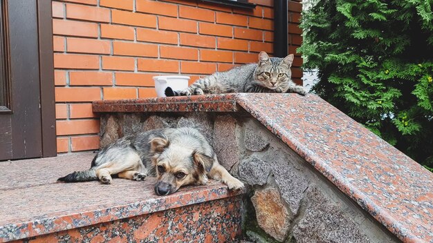 Nahaufnahmefoto des süßen Hundes und der Katze, die auf der Veranda am großen Haus liegen