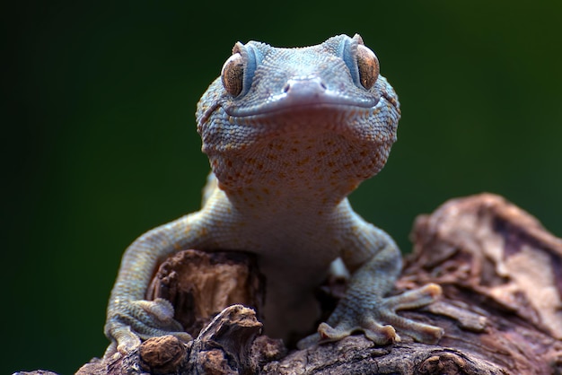 Nahaufnahmefoto des Tokay-Geckos (Gekko-Gecko)