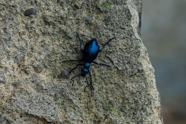 Nahaufnahmefoto eines blauen Käfers auf Stein