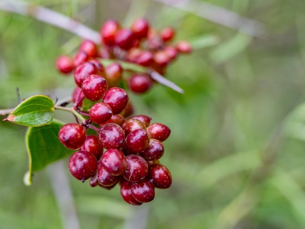 Nahaufnahmefoto eines Bündels kleiner roter Beeren auf einem Busch