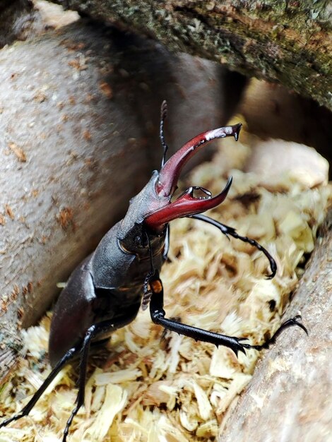 Foto nahaufnahmefoto eines hirschkäfers auf brennholz