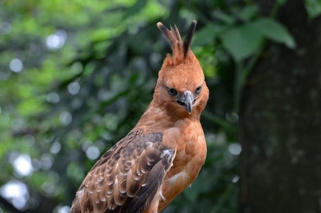 Nahaufnahmefoto eines javanischen Falkenadlers, Nisaetus bartelsi