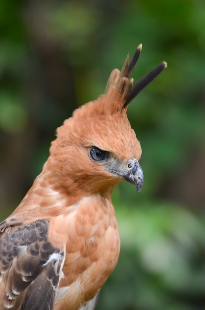 Nahaufnahmefoto eines javanischen Falkenadlers, Nisaetus bartelsi