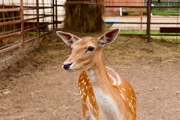 Nahaufnahmefoto eines jungen Sikahirsches Cervus nippon Wildtiere und Tiere