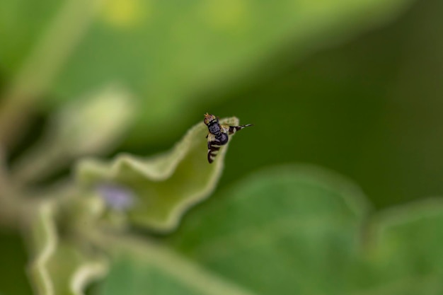 Nahaufnahmefoto eines kleinen Insekts im Hinterhof, das auf einem Blatt mit selektivem Fokus auf grünem Hintergrund thront