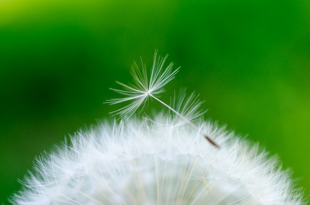 Foto nahaufnahmefoto eines reifen löwenzahns und des ausgewählten flaums.