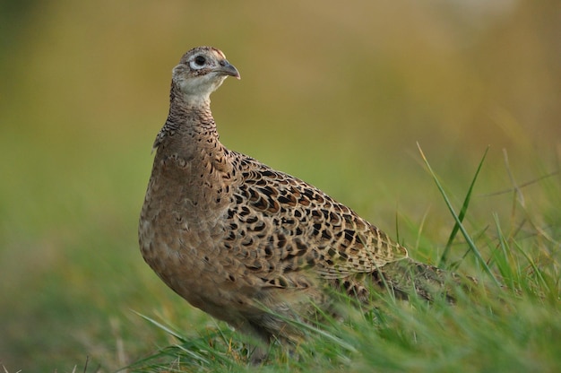 Nahaufnahmefoto eines weiblichen Fasans auf dem Gras