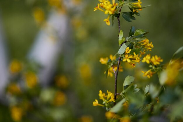 Nahaufnahmefoto schöne gelbe Blumen im Garten, unscharfer Hintergrund. Horizontale Ansicht.