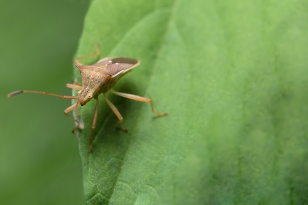 Nahaufnahmefoto von braunen Assassinwanzen auf Blatt