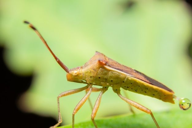 Nahaufnahmefoto von braunen Assassinwanzen auf Blatt