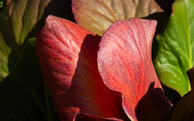 Nahaufnahmefoto von bunten Bergenia-Blättern