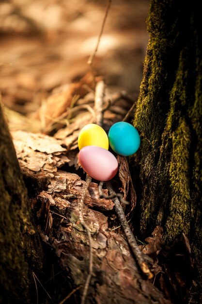 Nahaufnahmefoto von farbigen Eiern, die im Wald liegen