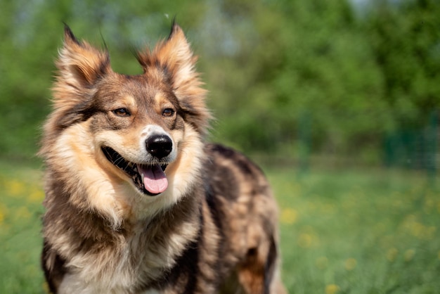 Nahaufnahmefoto von Ingwerhund, der mit Löwenzahn im Park auf Rasen geht