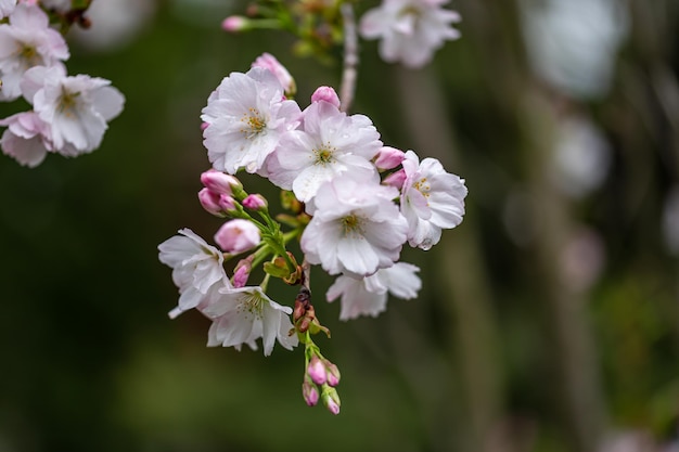 Nahaufnahmefoto von Kirschblüten im Frühjahr