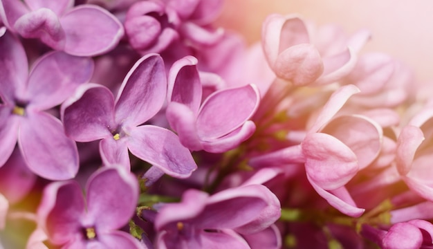 Nahaufnahmefoto von schönen lila Blumen.