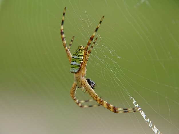 Foto nahaufnahmefoto von spider fangen die fliege