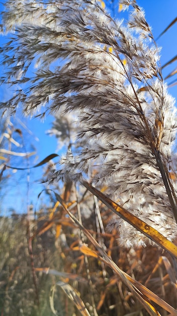 Nahaufnahmefoto von trockenem Schilf im Wind