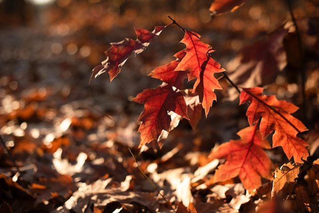 Nahaufnahmefotografie von goldenen Herbstblättern im Sonnenlicht