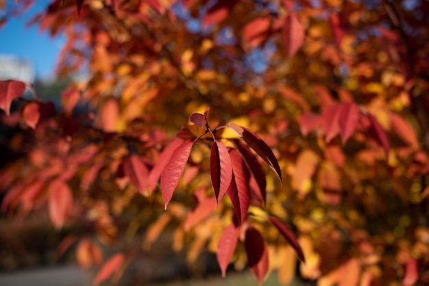 Nahaufnahmefotografie von goldenen Herbstblättern im Sonnenlicht