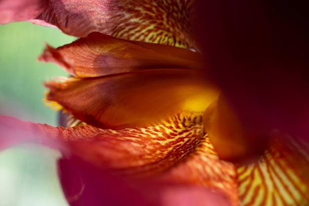 Nahaufnahmefotografie von Makroblumenblättern der Iris